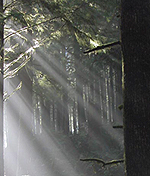 tree_beam.jpg